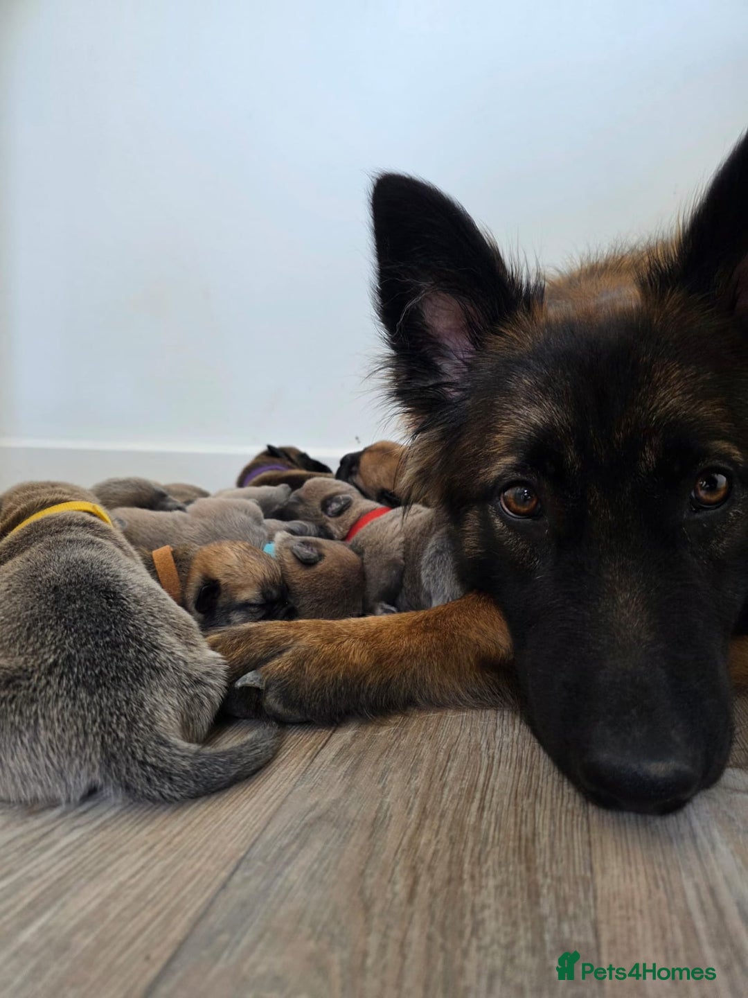 Mixed Breed dogs for sale: German shepard cross American bulldogs - Image 12