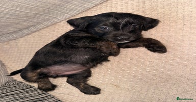 Mixed Breed dogs - Advert 4