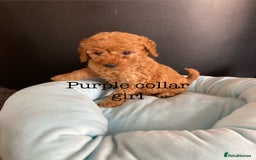 Cockapoo dogs for sale: Cockapoo F1B puppies 🐶Now Ready to leave🐶  - Image 17