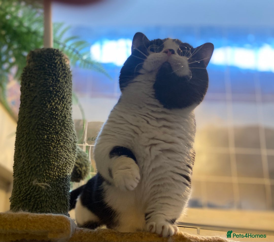 Munchkin cats for sale: Call center cat, TICA active registered munchkin - Advert 10