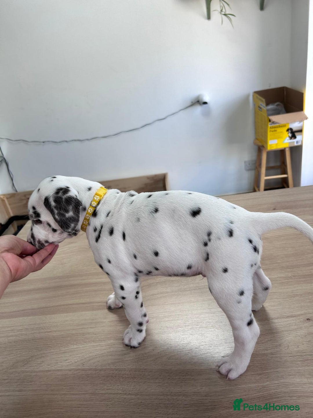 Dalmatian dogs for sale: 7 Dalmatian puppies available  - Image 4
