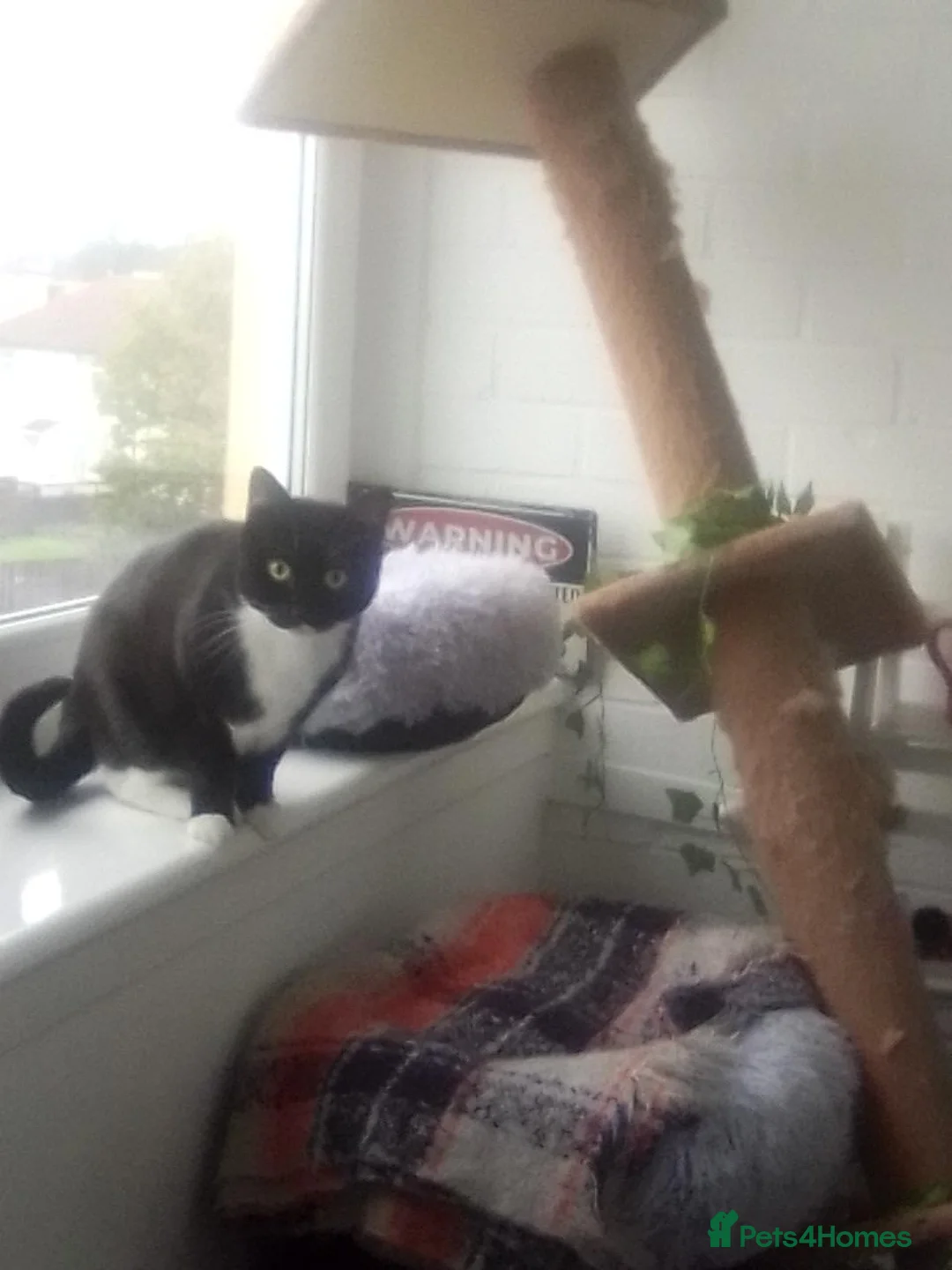 Domestic Shorthair cats for adoption: Minette & Bruce (House/Indoor)  - Advert 2