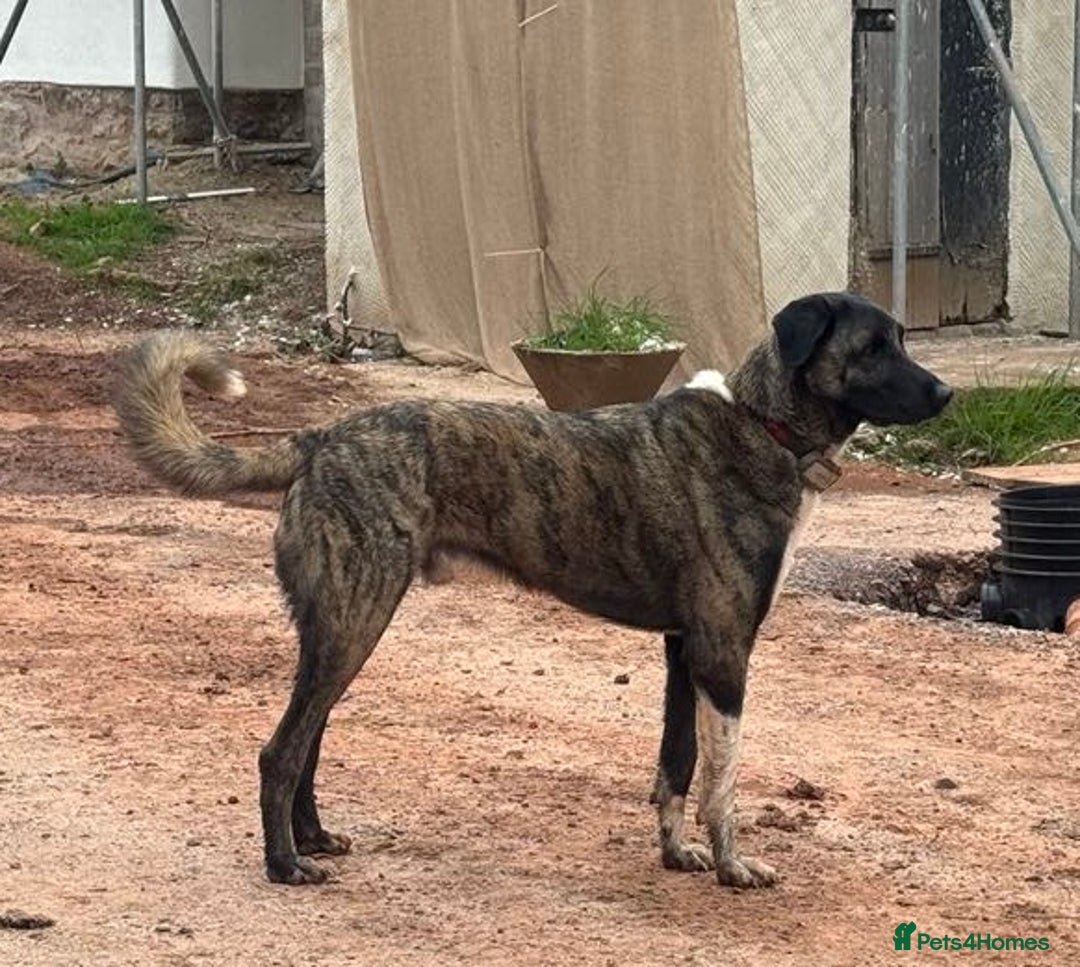 Mixed Breed dogs for adoption: HANK - 3 Years Old, Large Mixed Breed Boy - Advert 2
