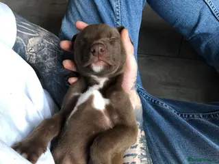 Mixed Breed dogs Bull Greyhounds (Lurchers) - Advert 13