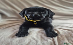 Labrador Retriever dogs for sale: Super Chunky KC Extensively Health Tested Parents - Image 4