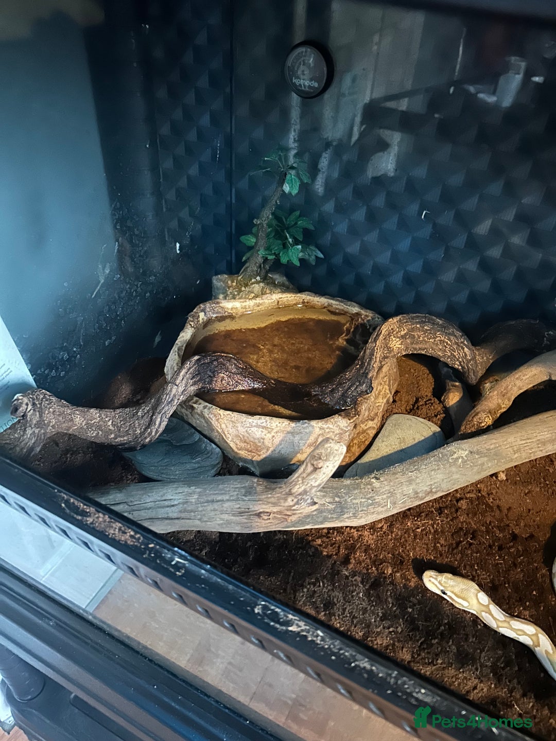 Python Snake reptiles for sale: Male Ball python /with tank - Image 7
