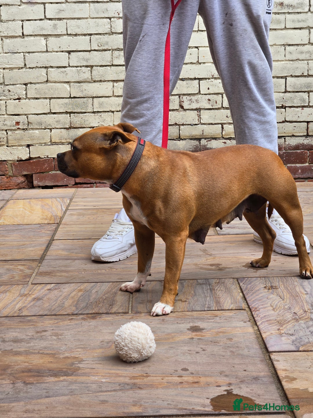 Staffordshire Bull Terrier dogs for sale: Adult Stunning Bomb Proof Staffy Girl - Image 6