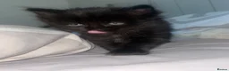 Mixed Breed cats for sale: Kittens For Sale in Gloucester - Advert 2