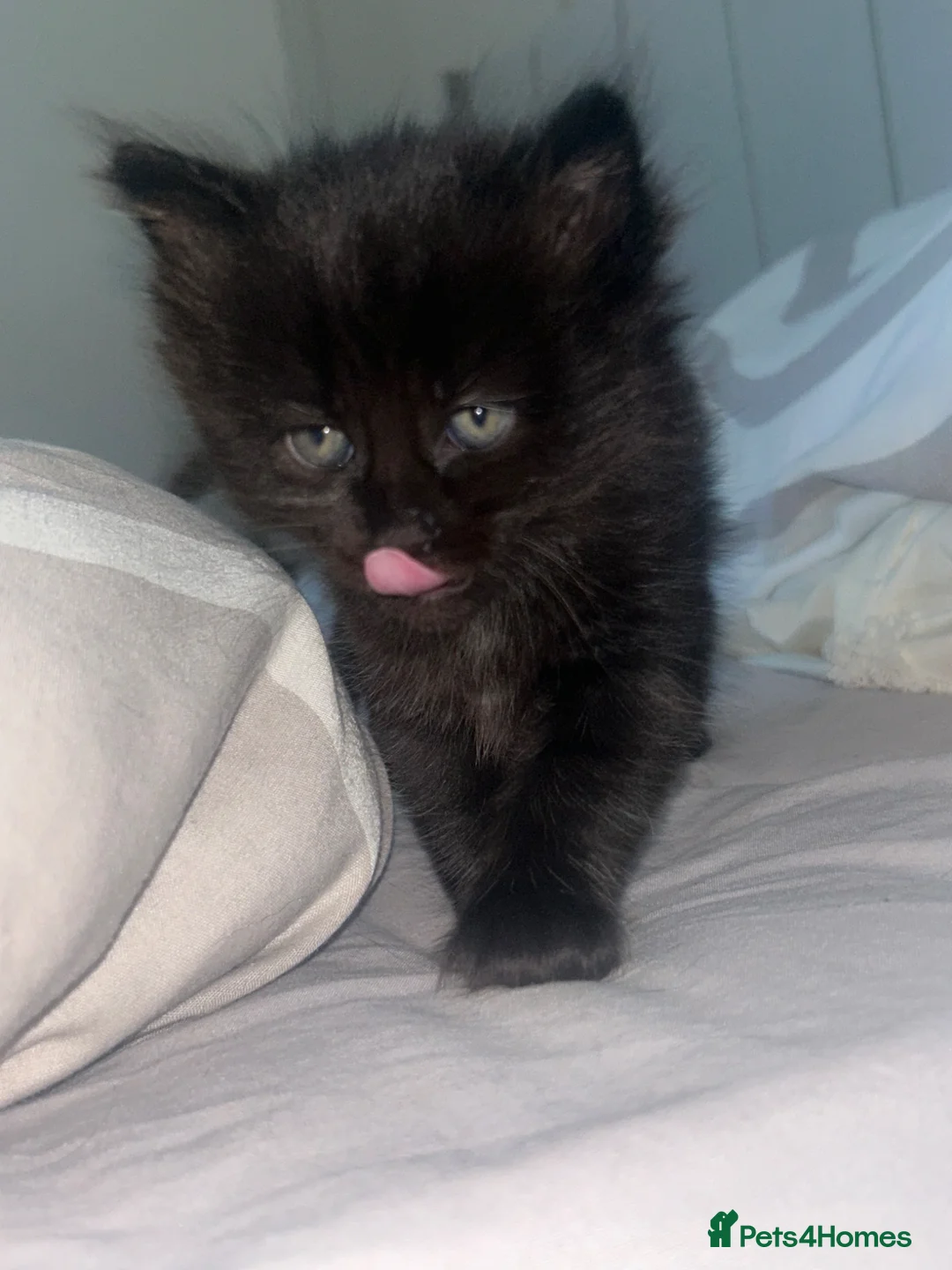 Mixed Breed cats for sale: Kittens For Sale in Gloucester - Advert 2