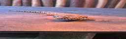 Lizard reptiles for sale: Uromastyx ornata in Southampton - Advert 2