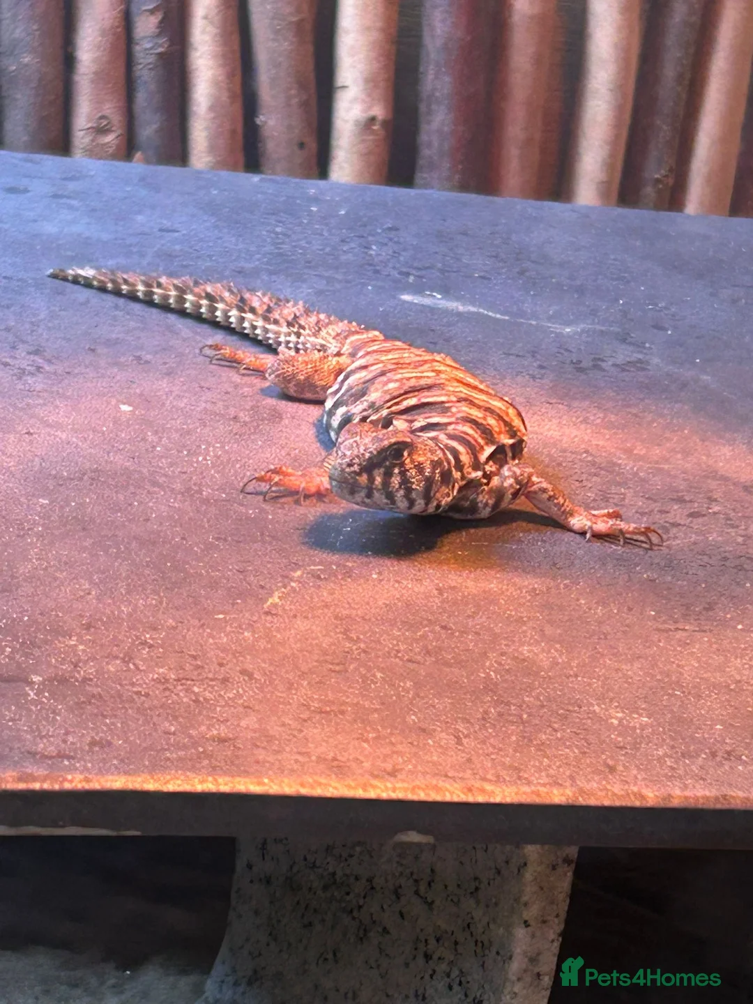 Lizard reptiles for sale: Uromastyx ornata in Southampton - Advert 2