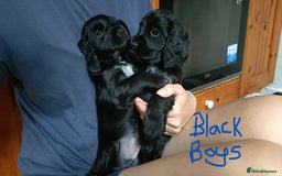 Cocker Spaniel dogs for sale: KC reg show cocker spaniel puppies - Image 5