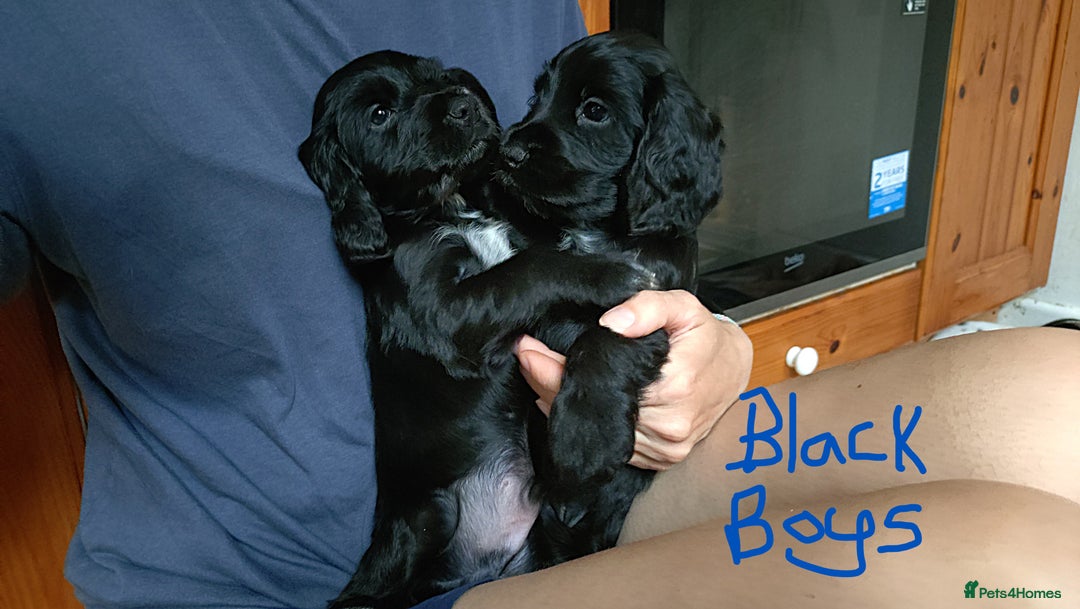 Cocker Spaniel dogs for sale: KC reg show cocker spaniel puppies - Image 5