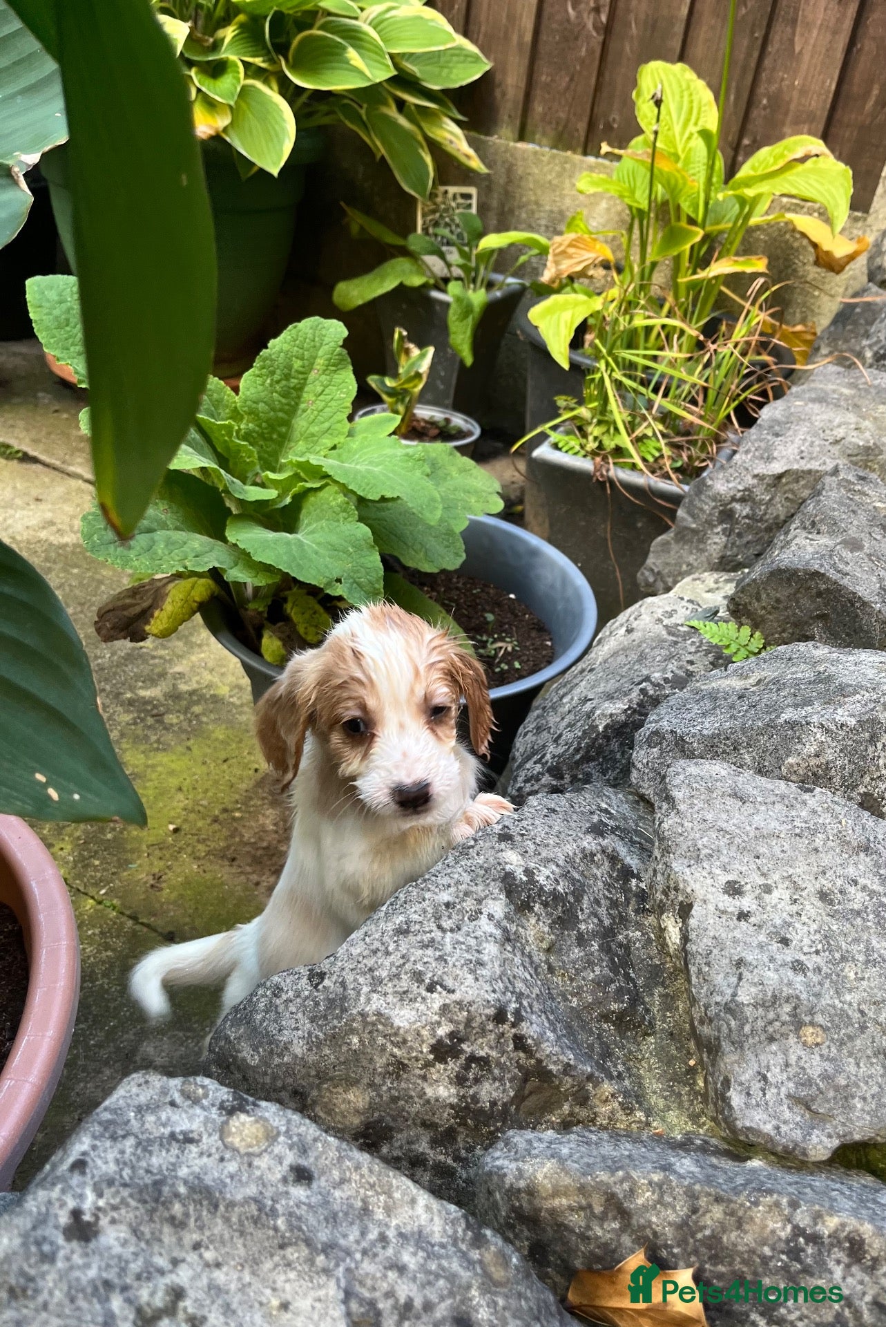 Cocker Spaniel dogs Working Cocker Spaniels - Advert 15