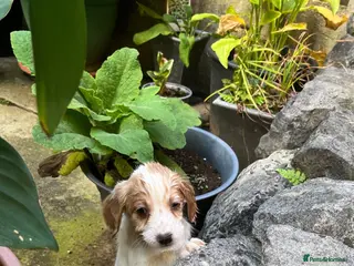 Cocker Spaniel dogs Working Cocker Spaniels - Advert 3
