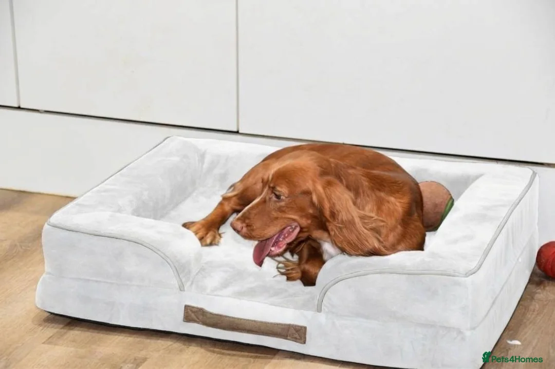 Cocker Spaniel dogs for sale: Spayed Cocker Spaniel Female - Advert 2