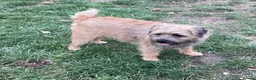 Border Terrier dogs for sale: Border Terrier Girl - Advert 6