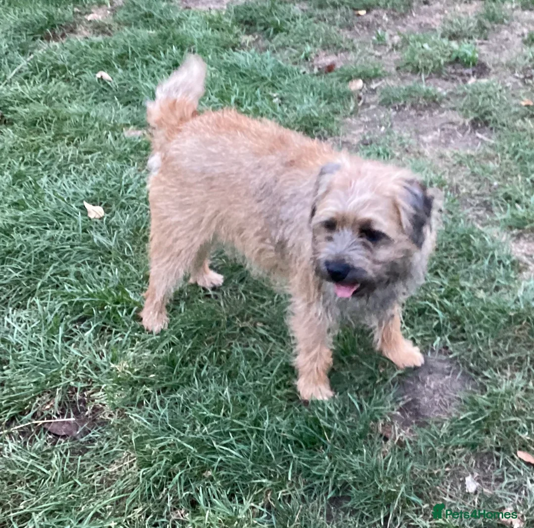 Border Terrier dogs for sale: Border Terrier Girl - Advert 6