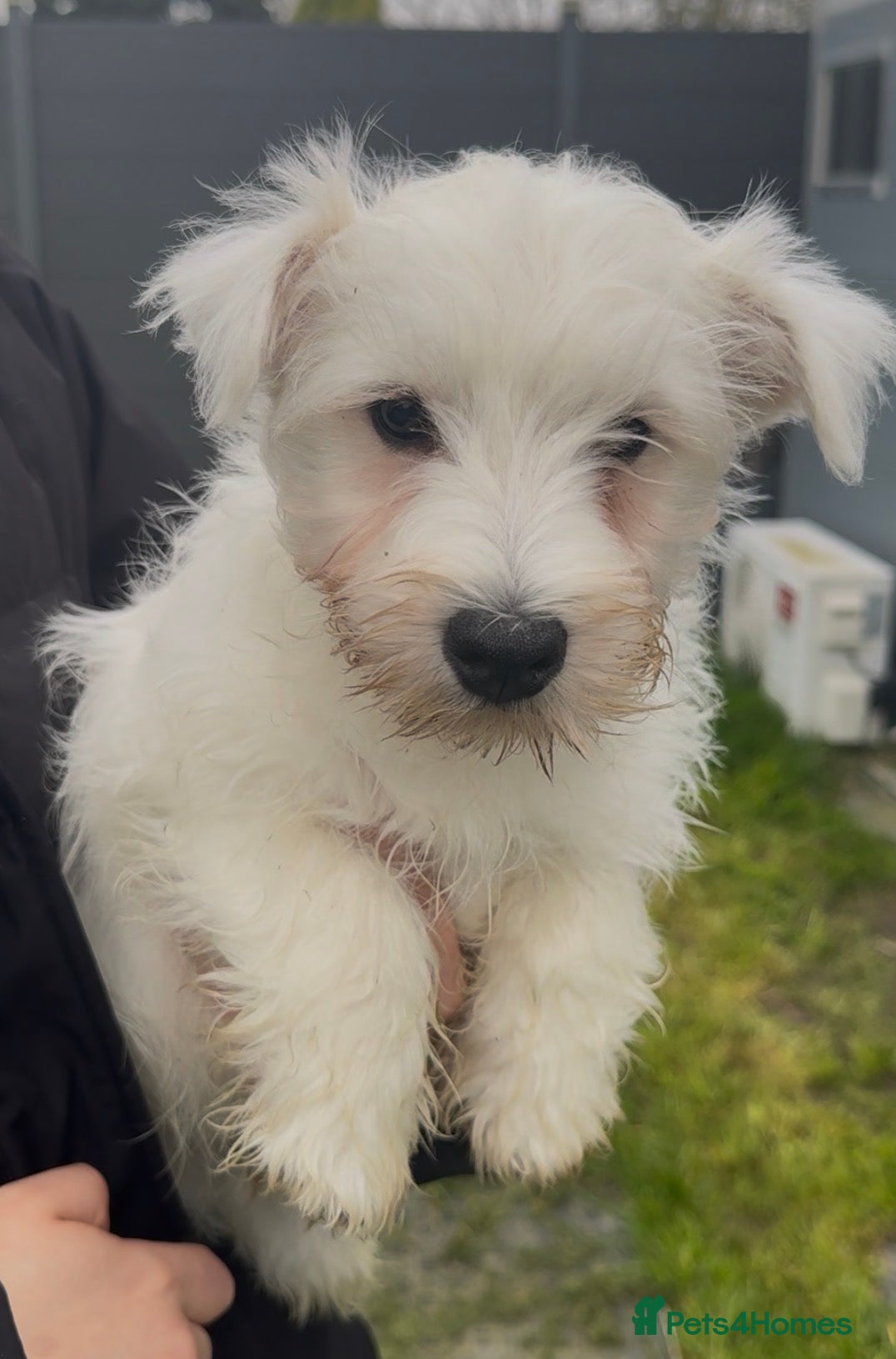 West Highland Terrier dogs Beautiful westie male available - Advert 4