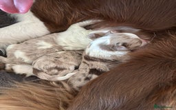 Border Collie dogs for sale: Only one girl left. - Image 3