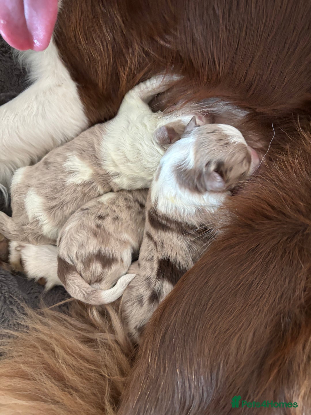 Border Collie dogs for sale: Only one girl left. - Image 3