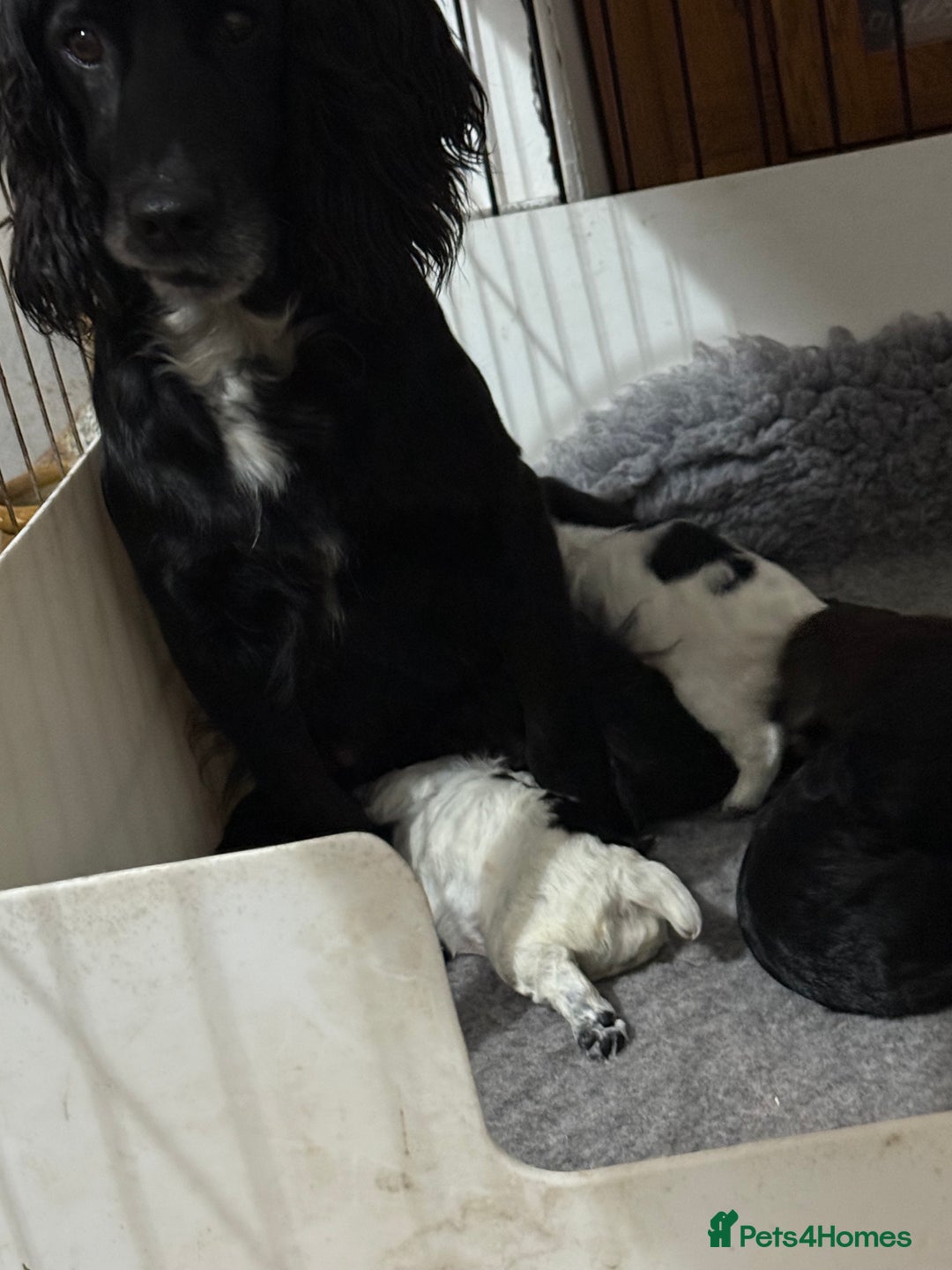 Cocker Spaniel dogs for sale: Beautiful cocker spaniel puppies - Advert 3