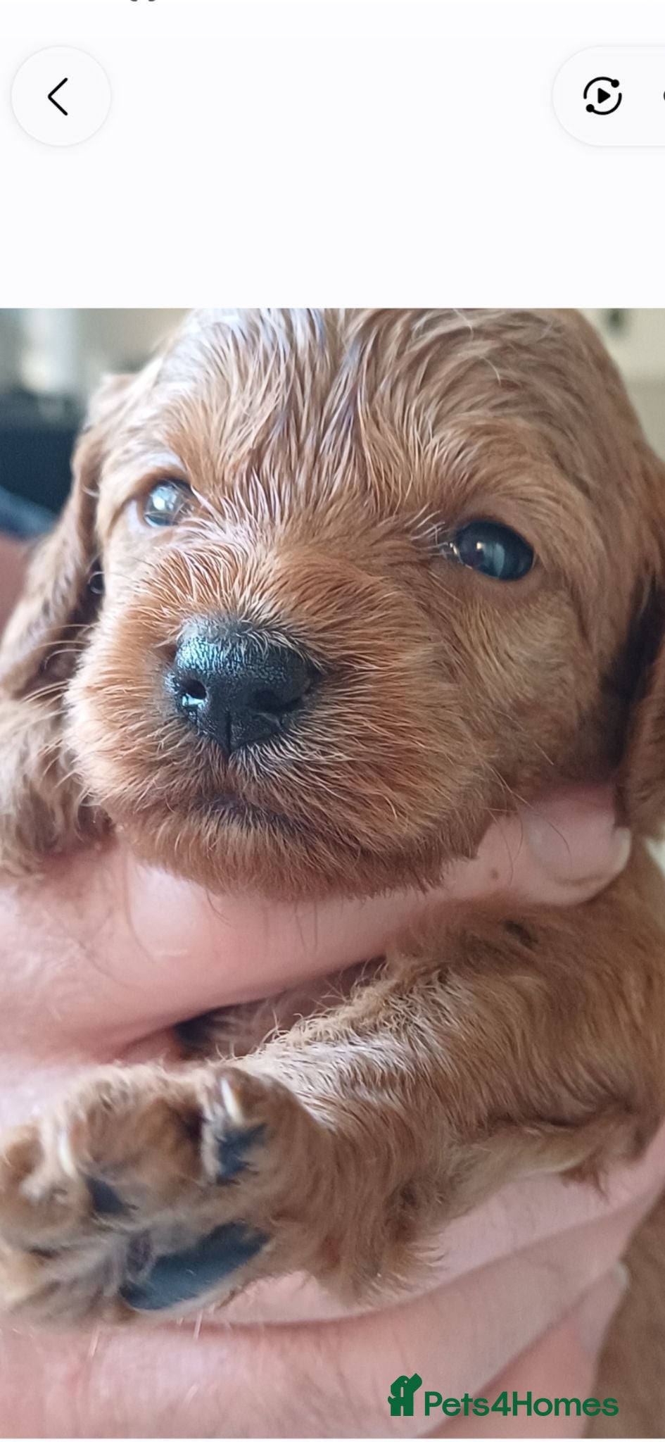 Cavapoo dogs HEALTH-TESTED CAVAPOO ETHICAL RESPONSIBLE BREEDING - Advert 1
