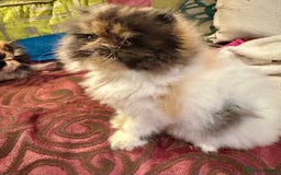 Persian cats for sale: Beautiful Calico pedigree Persian female kitten  - Image 8
