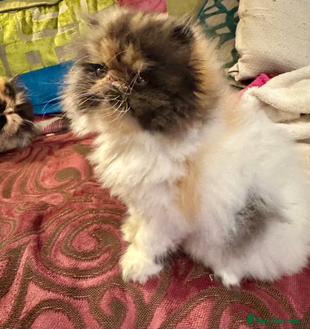 Persian cats for sale: Beautiful Calico pedigree Persian female kitten  - Image 8