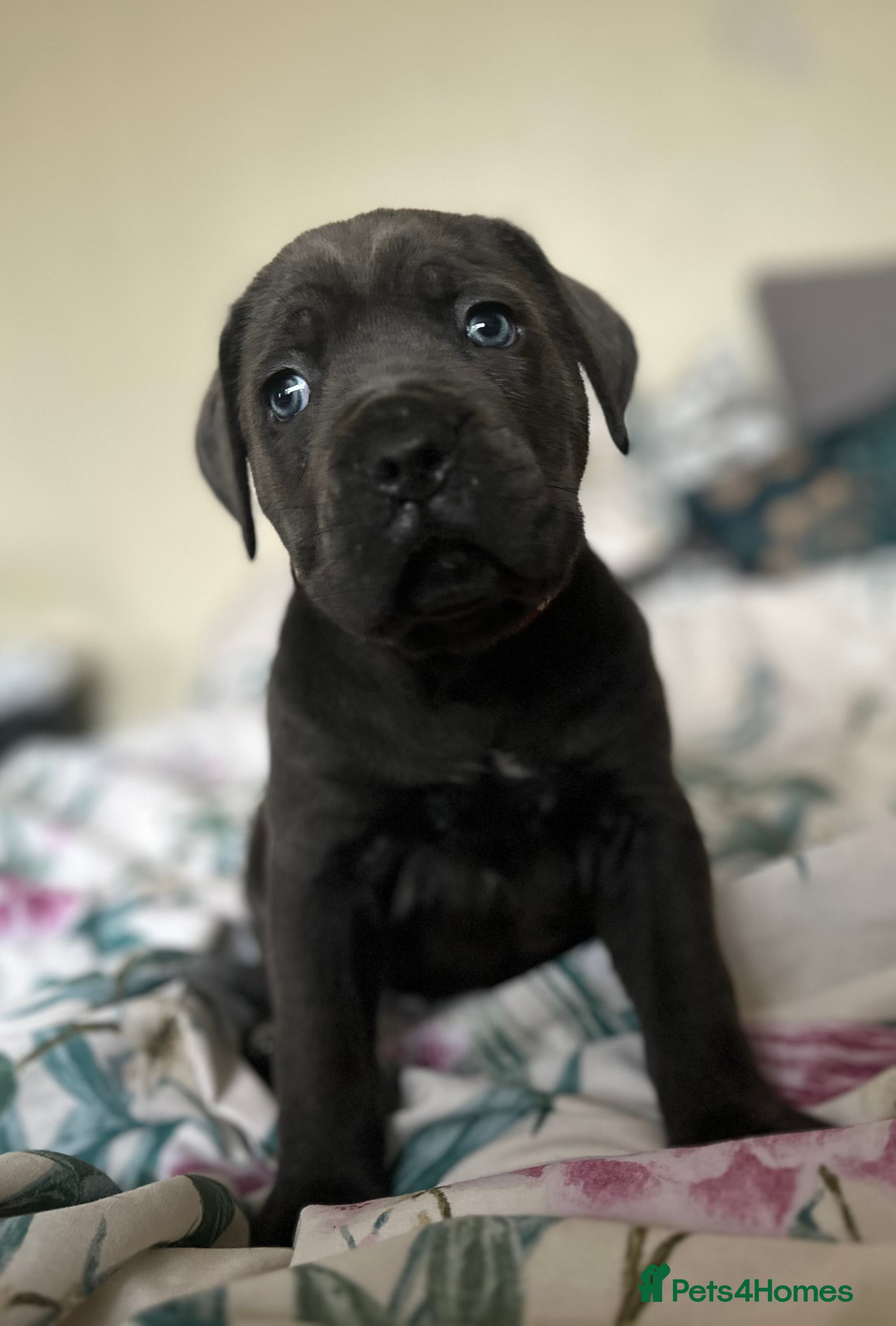 Cane Corso dogs Full bloodline Cane Corso Italiano FCI - Advert 9