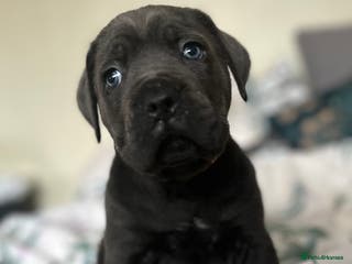 Cane Corso dogs Full bloodline Cane Corso Italiano FCI - Advert 6
