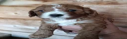Cavapoo dogs for sale: Stunning cavapoos in amazing colours  - Advert 10