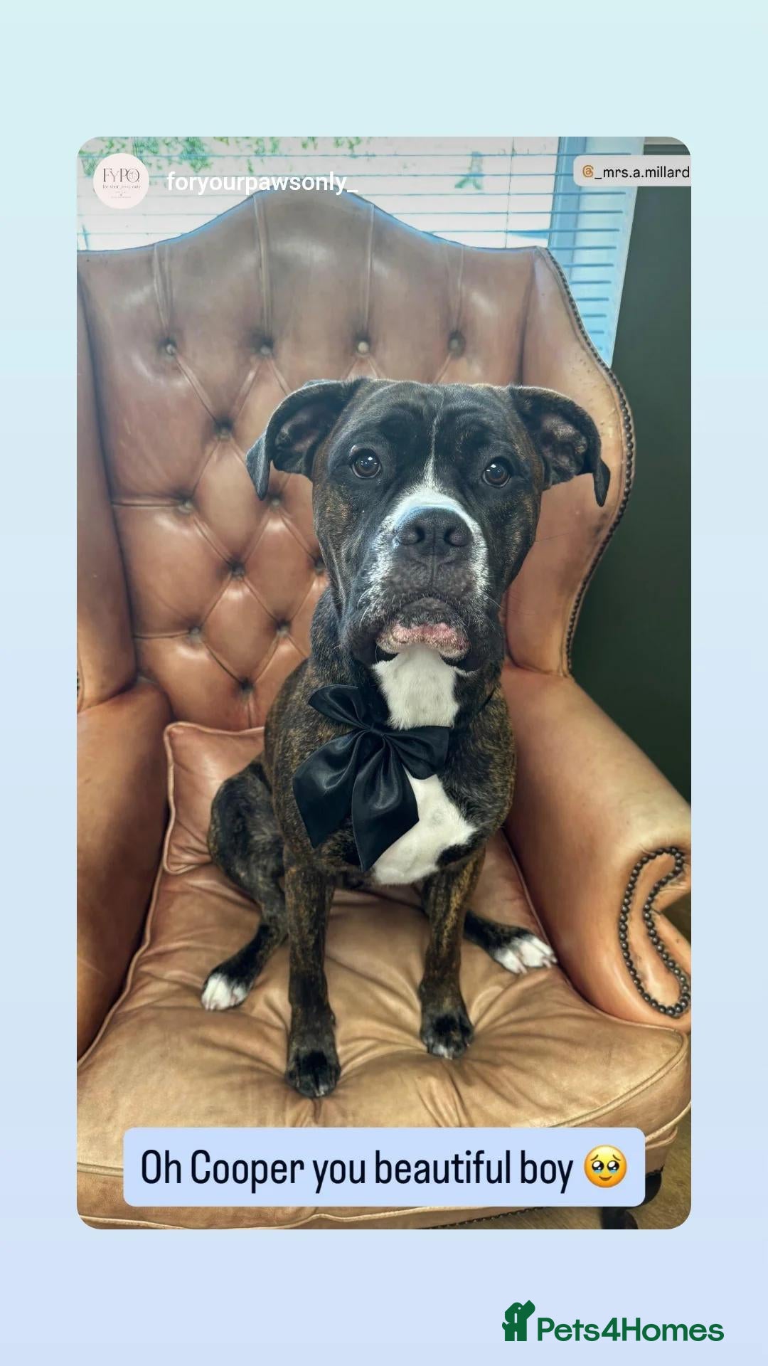 Mixed Breed dogs Beautiful boy will be your best friend  - Advert 1