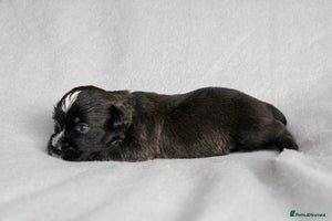 Mixed Breed dogs Tibetan & Cairn Dogs looking for new homes - Advert 4