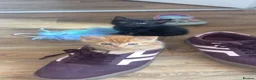 Mixed Breed cats for sale: Two female kittens in Nottingham - Advert 2