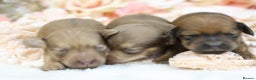 Miniature Dachshund dogs for sale: KC Miniature Dachshund Puppies - Advert 5