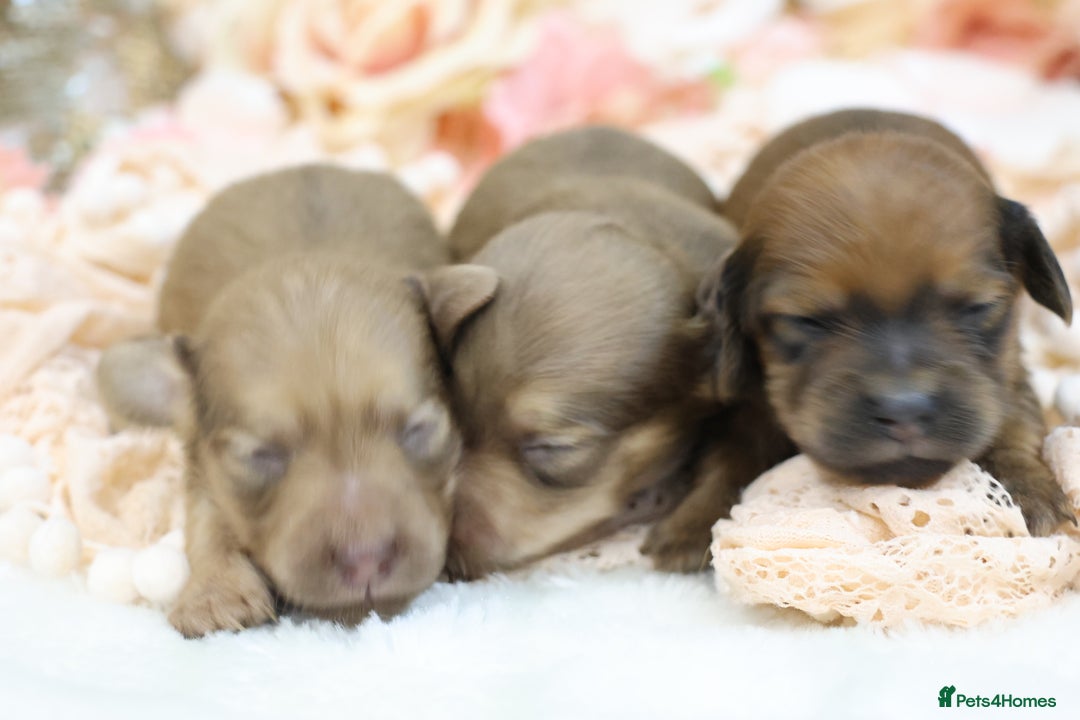 Miniature Dachshund dogs for sale: KC Miniature Dachshund Puppies - Advert 5