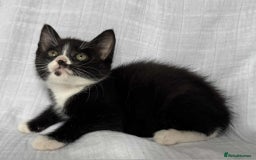 Mixed Breed cats for sale: Last black female left Turkish angora cross kitten - Image 10