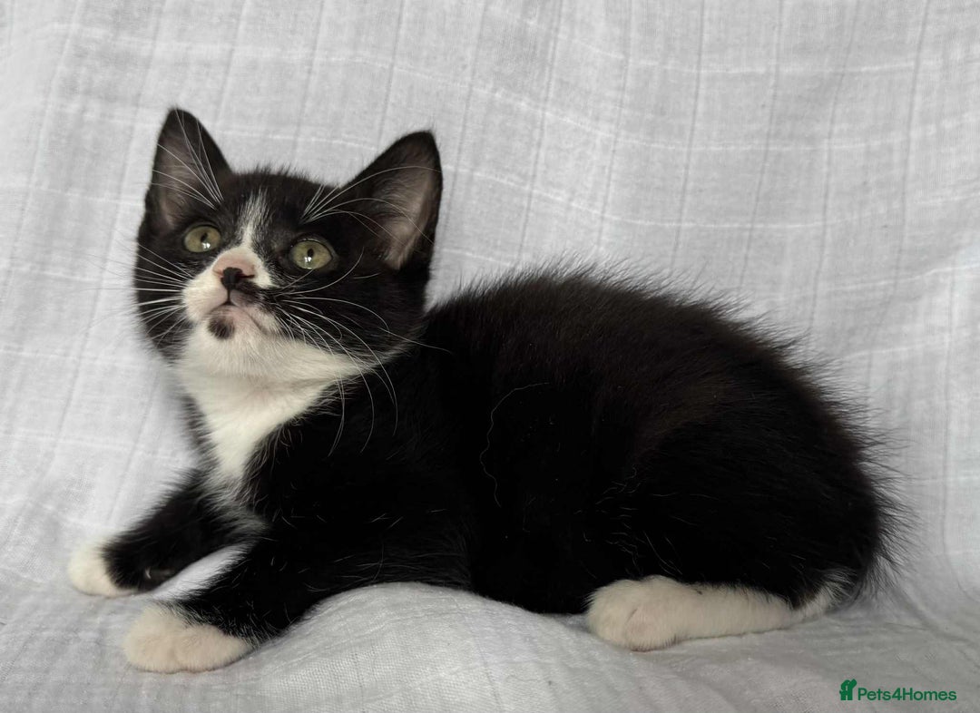 Mixed Breed cats for sale: Last black female left Turkish angora cross kitten - Image 10