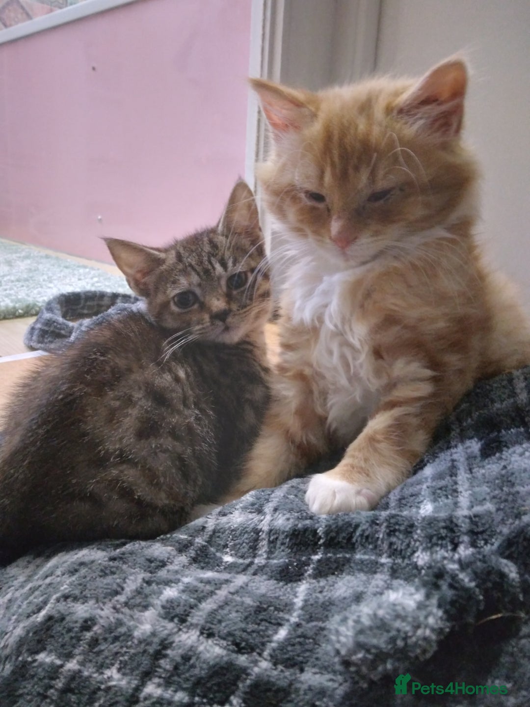Mixed Breed cats for sale: Ragdoll cross kittens - Image 15