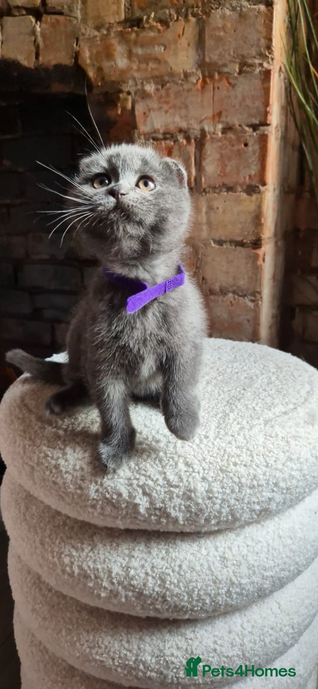Scottish Fold cats for sale: Adorable Scottish Fold and Straight Kittens  - Image 17