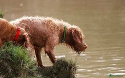 Hungarian Vizsla dogs for sale: Exceptional HWV Pups from Champion Working Lines - Image 6