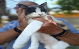 Mixed Breed cats for adoption: TRICKY - a Superb little Cat for a Loving Home - Image 4
