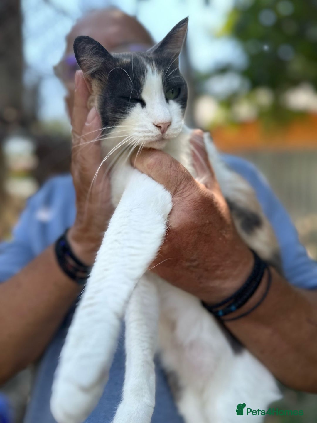 Mixed Breed cats for adoption: TRICKY - a Superb little Cat for a Loving Home - Image 4