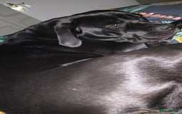 Cane Corso dogs for sale: Female Cane Corso, 16 months old - Image 5