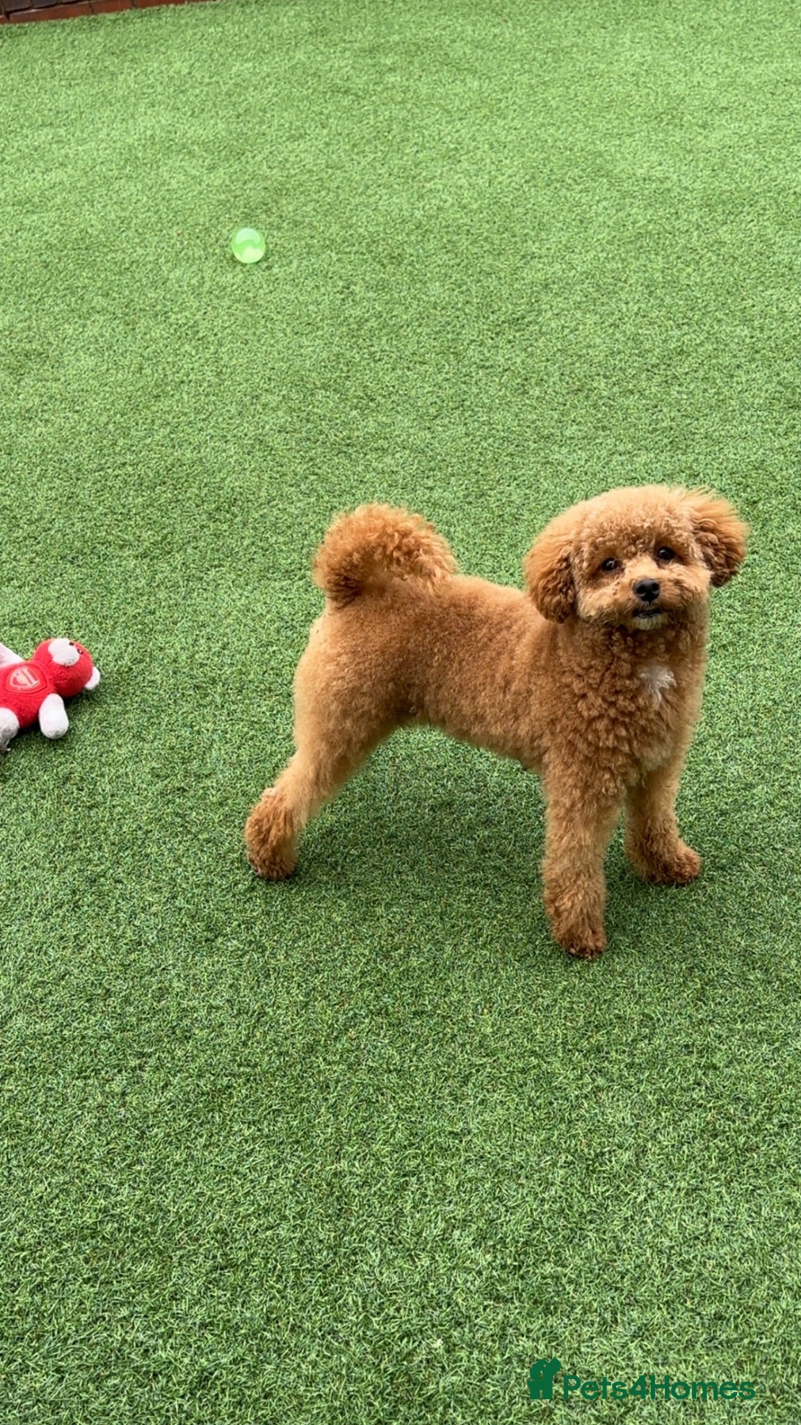 Toy Poodle dogs KC registered red toy poodle puppies  - Advert 3