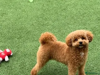 Toy Poodle dogs KC registered red toy poodle puppies - Advert 3