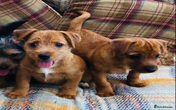 Norfolk Terrier dogs for sale: Stubleywood 3/4 Norfolk puppies - Image 19