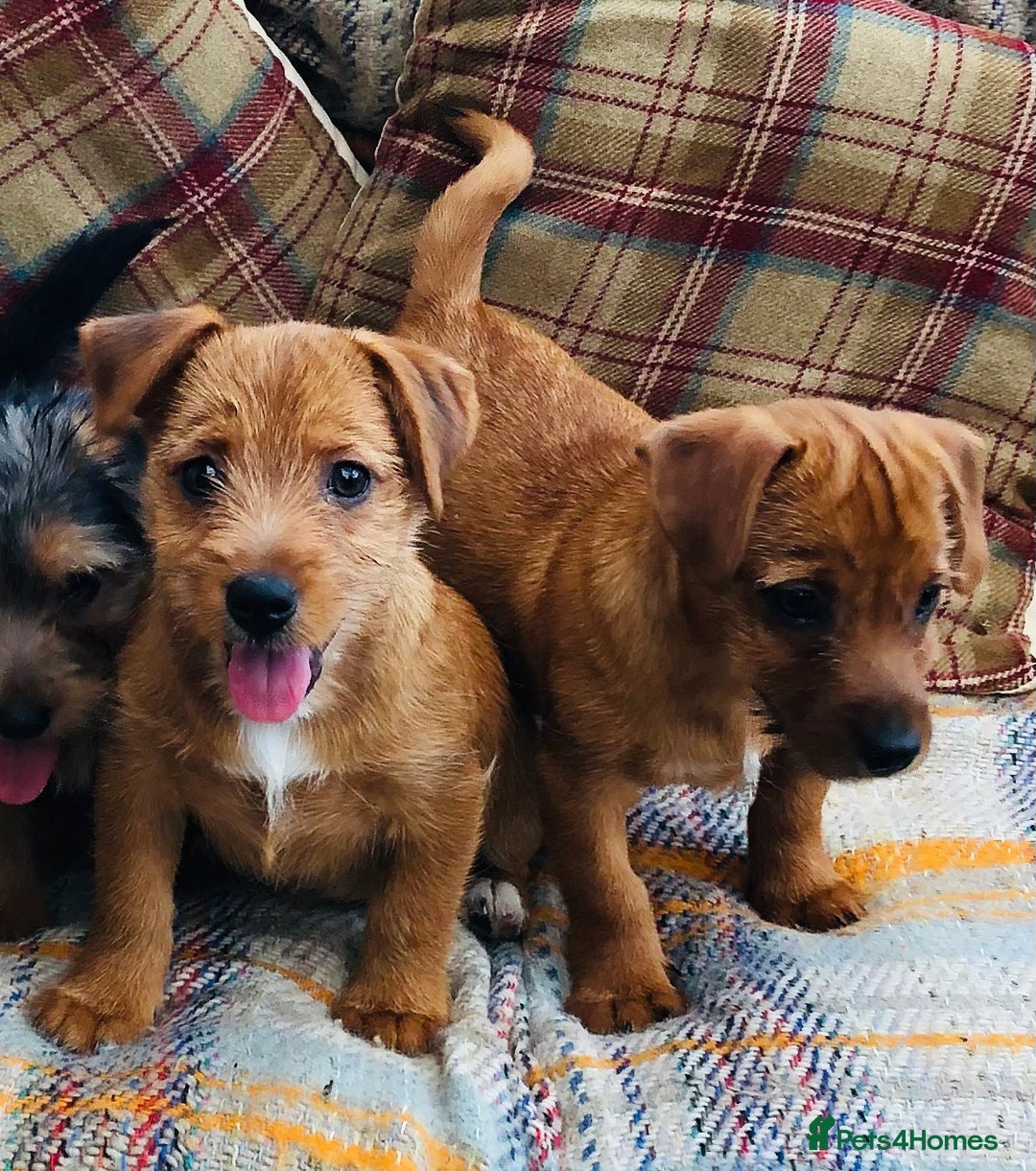 Norfolk Terrier dogs for sale: Stubleywood 3/4 Norfolk puppies - Image 19