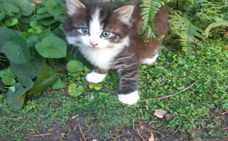 Mixed Breed cats - Advert 8